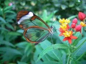 阳台上的一盏明灯,阳台明灯下的温馨时光